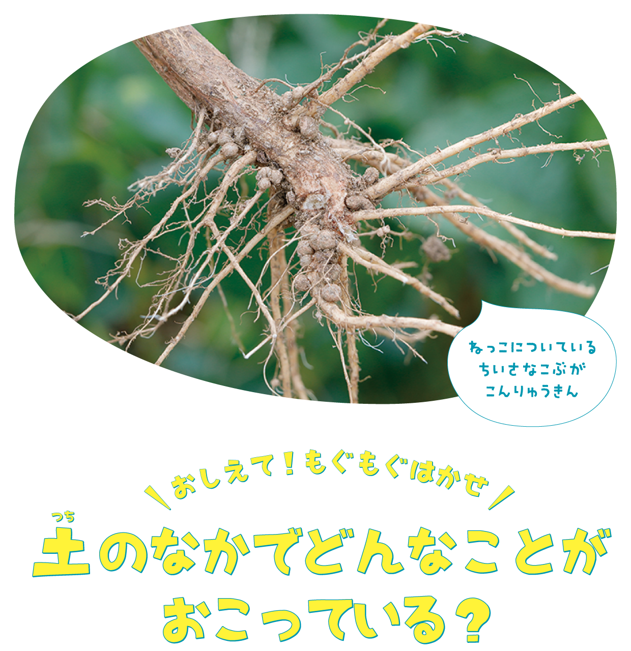 土の中でどんなことがおこっている？