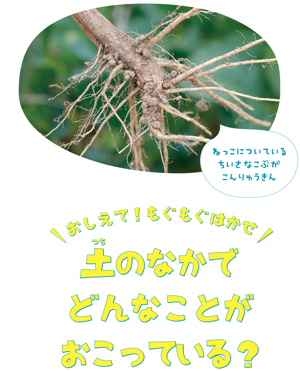 土の中でどんなことがおこっている？