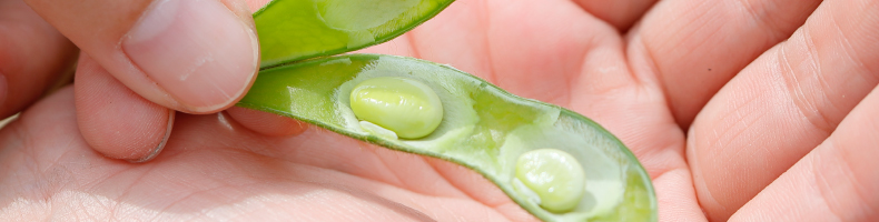 たべものがたり