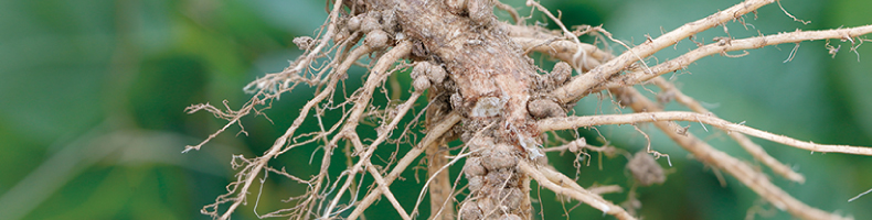 おしえて！もぐもぐはかせ